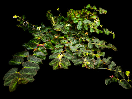 SEEDS Begonia thelmae