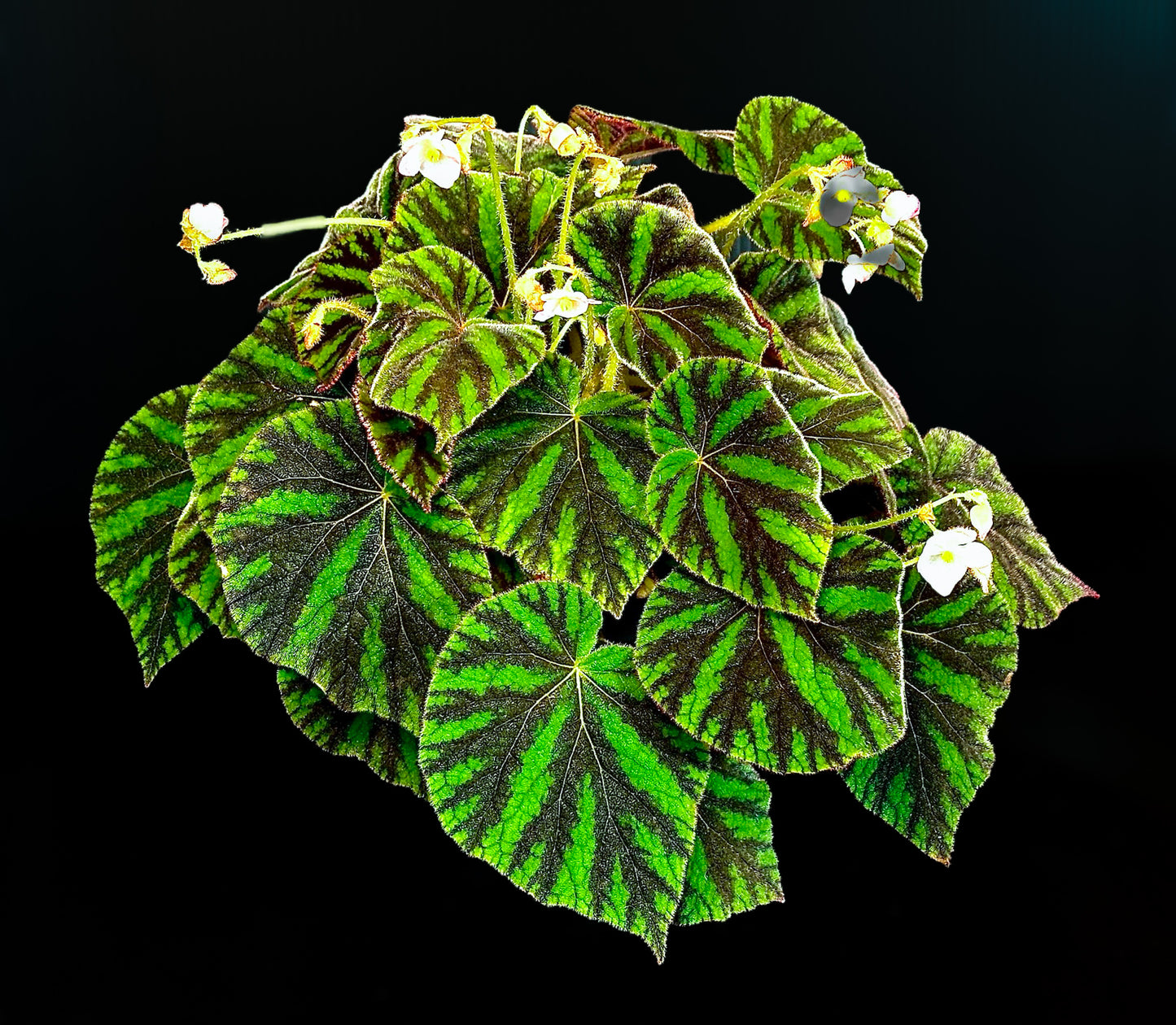 SEEDS Begonia tuberculosa