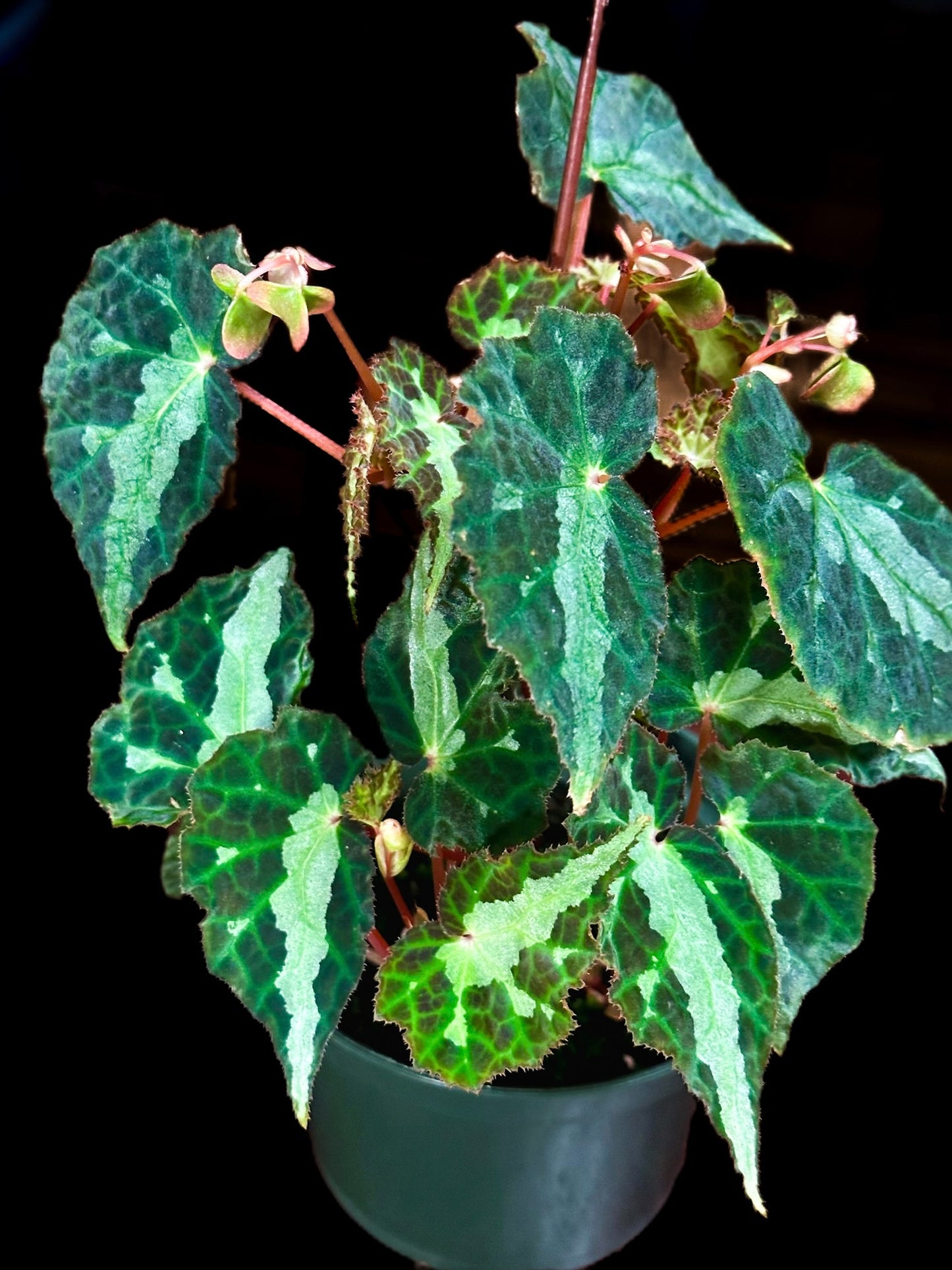 SEEDS Begonia colorata