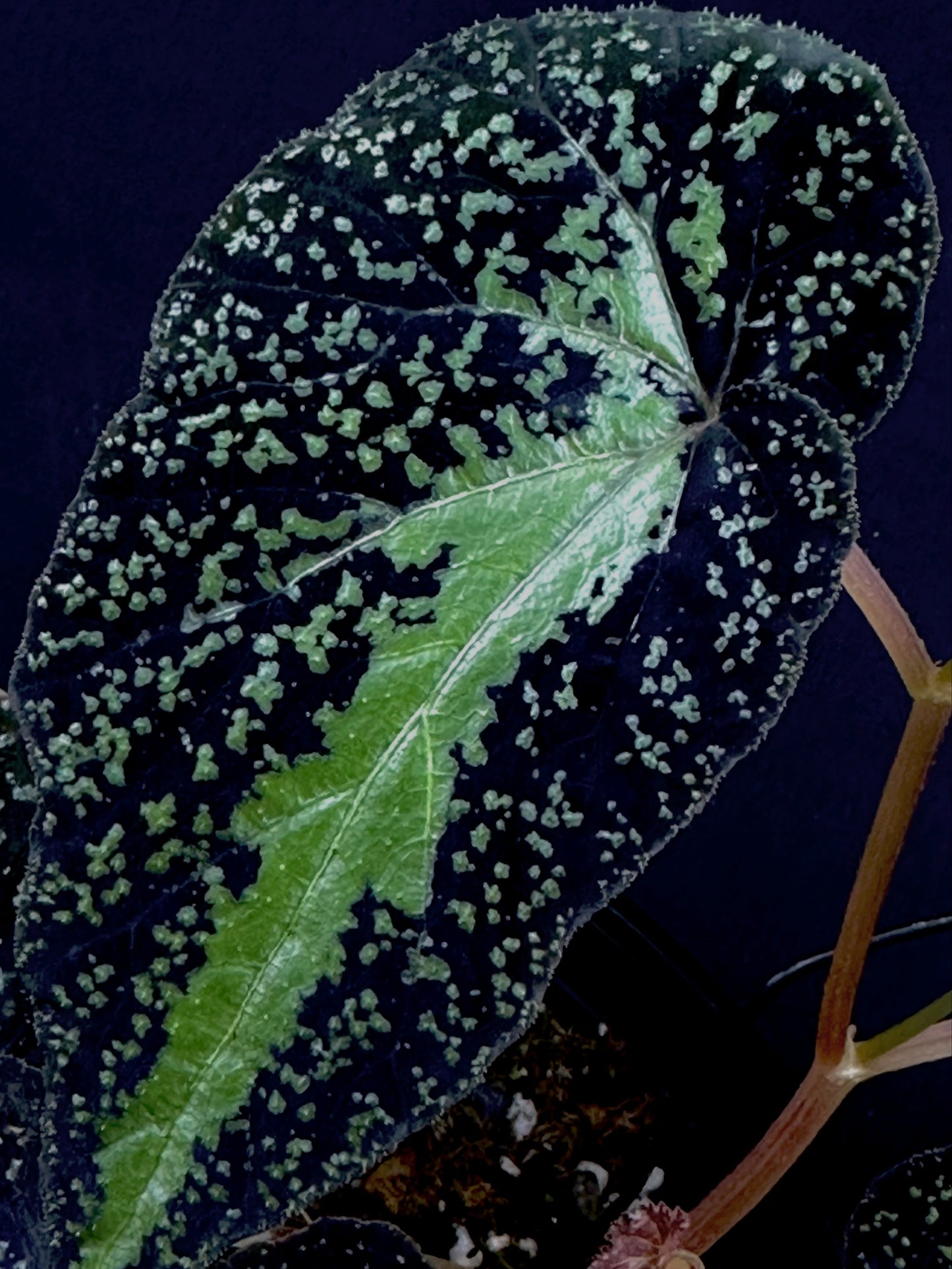 SEEDS Begonia sp Gunung Condong