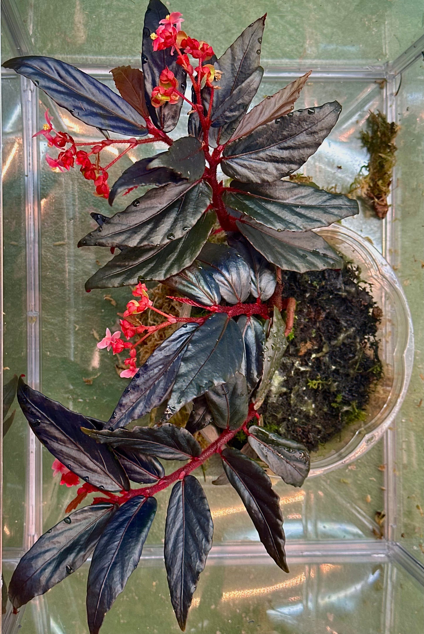 SEEDS Begonia sp. “Ferny”