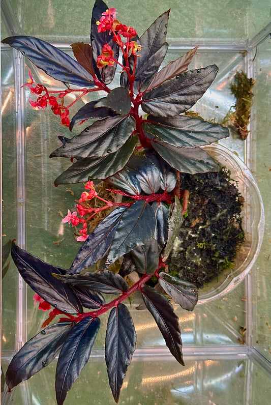 SEEDS Begonia sp. “Ferny”