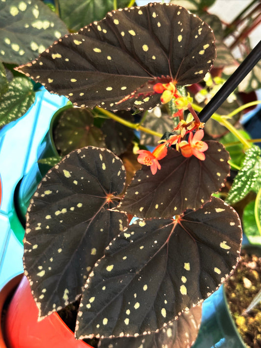 SEEDS Begonia erythrogyna