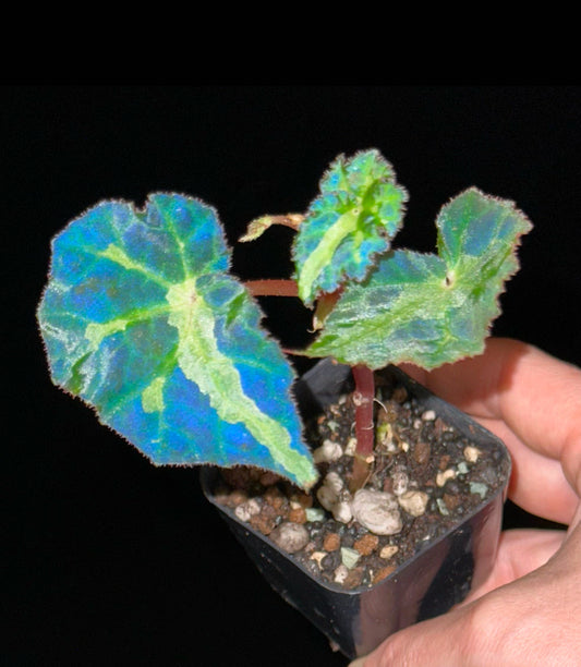 SEEDS Begonia colorata