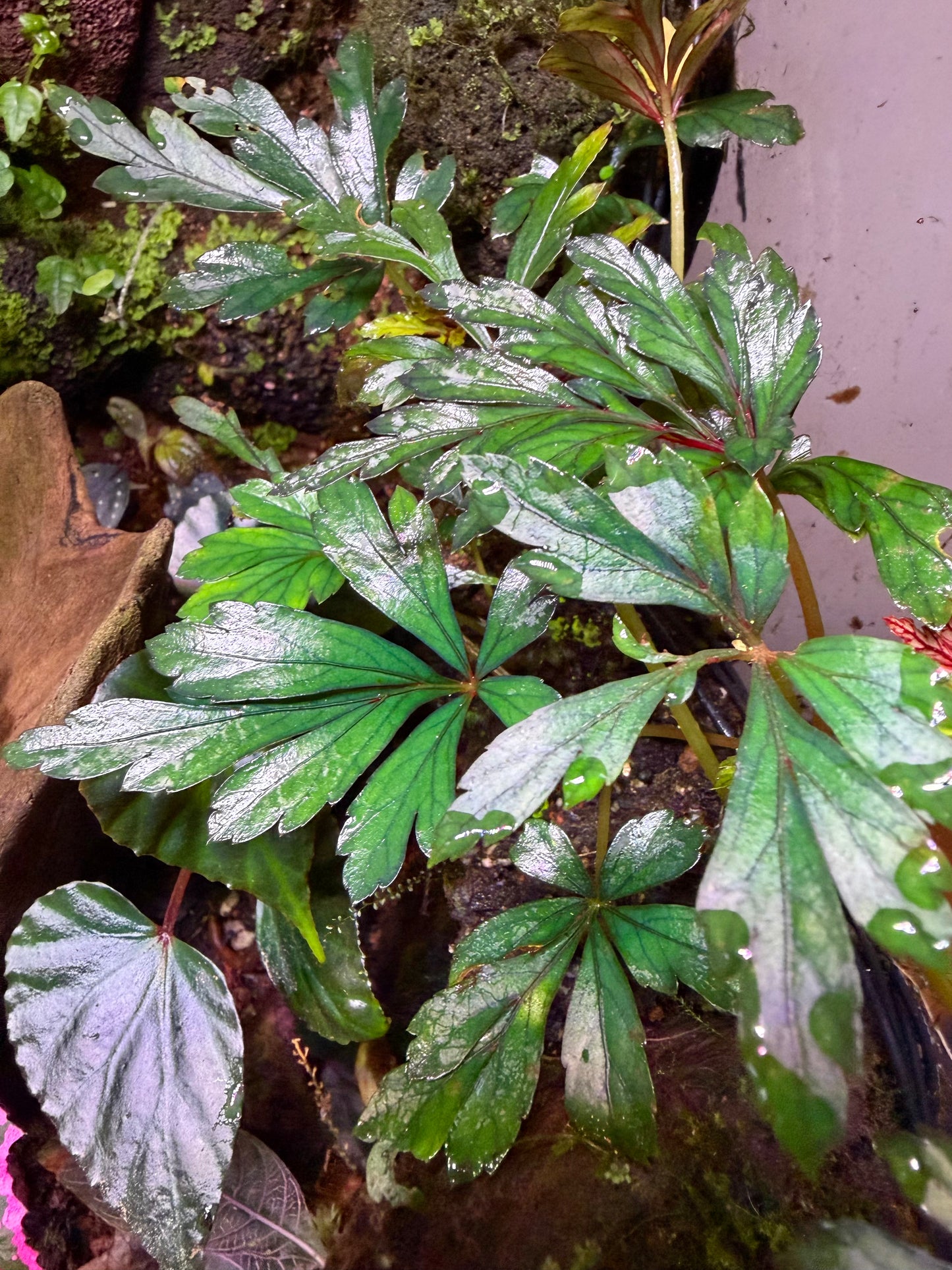 Begonia coptidifolia
