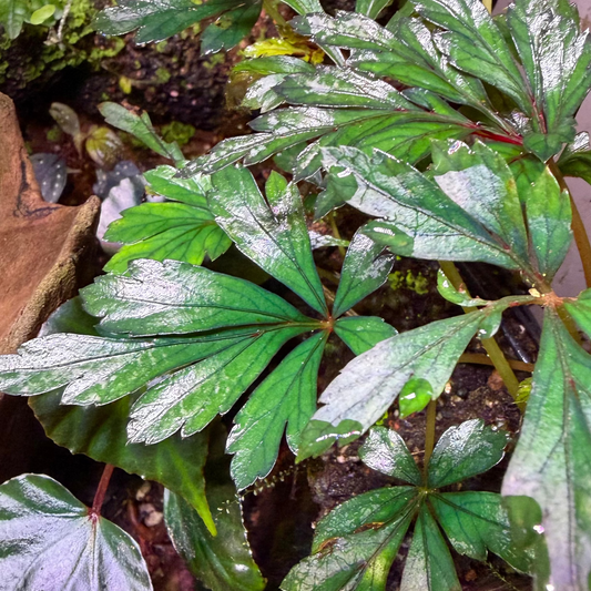 Begonia coptidifolia