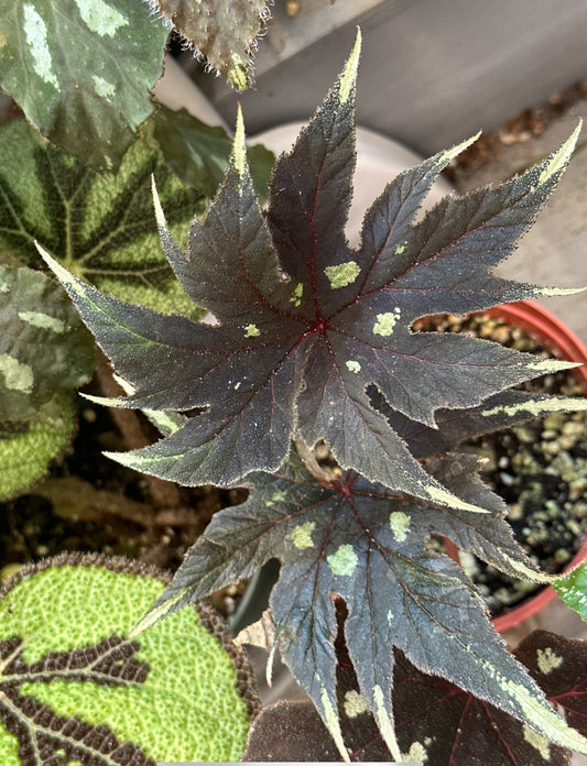SEEDS Begonia ludwigii (spotted form)