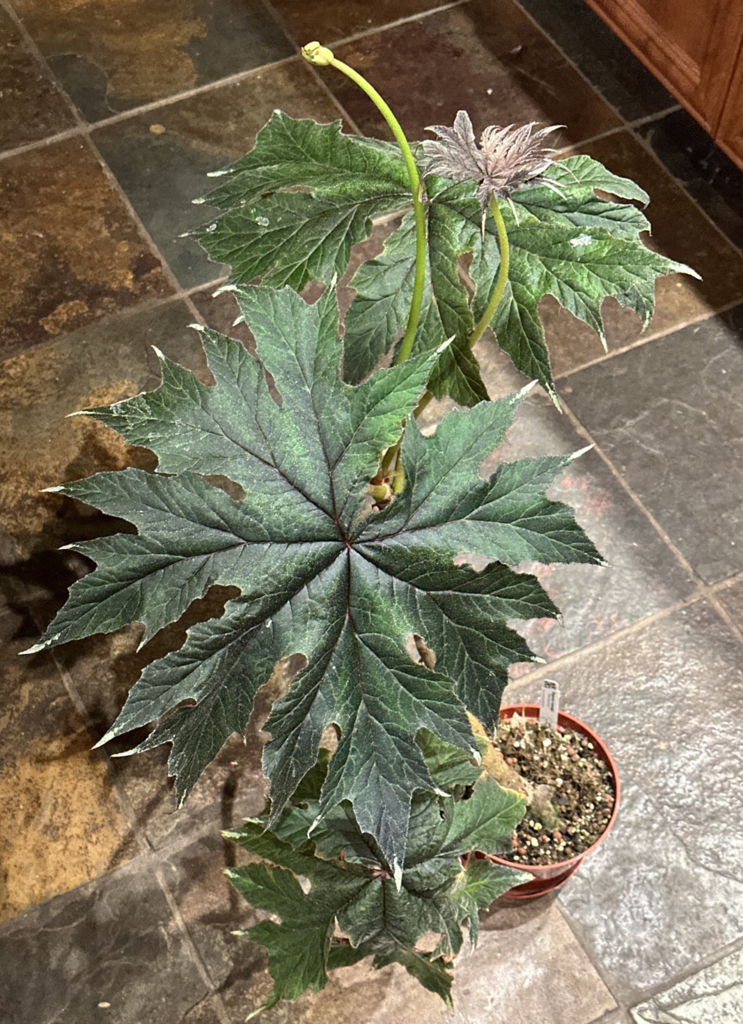 SEEDS Begonia ludwigii (spotted form)