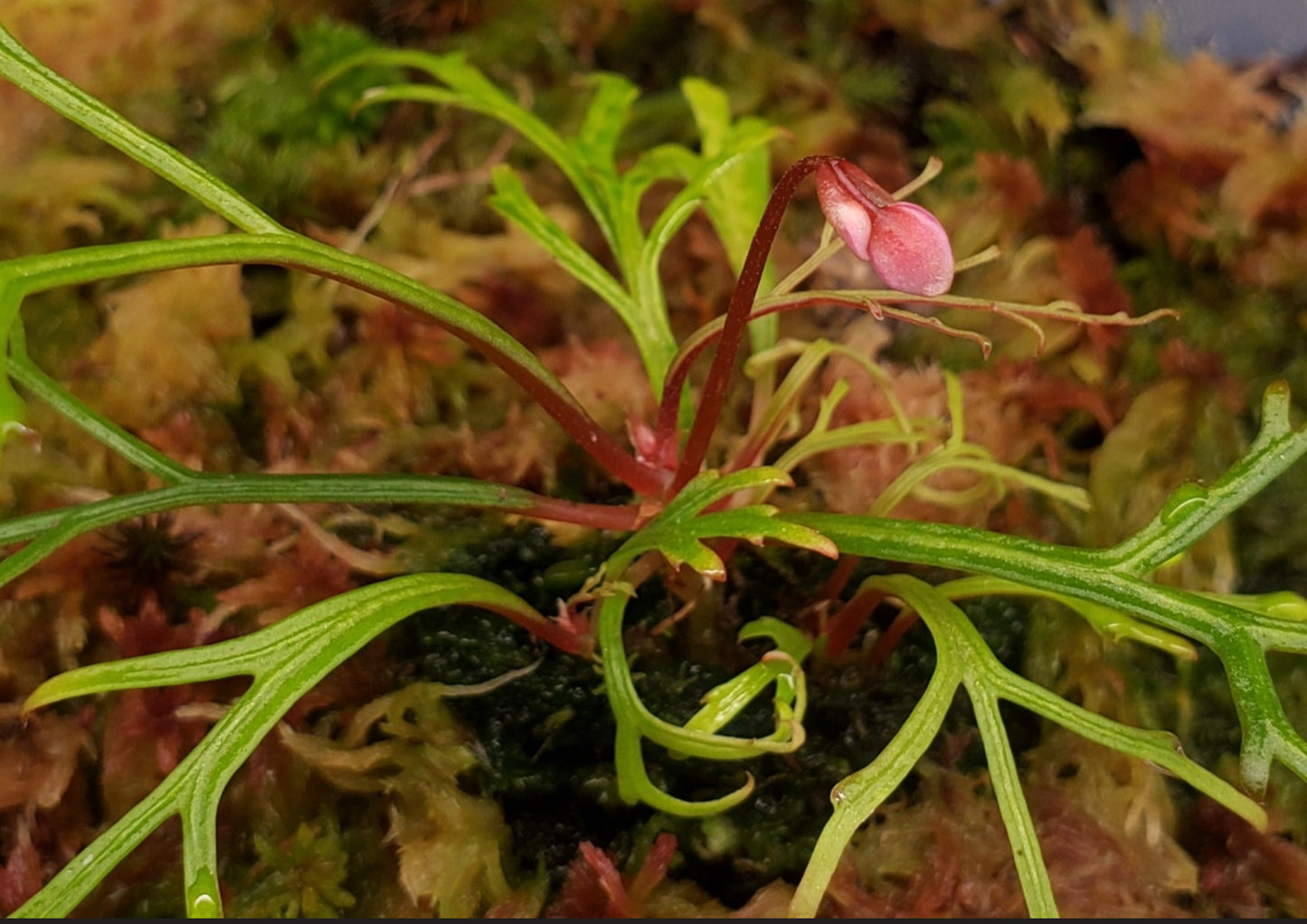 SEEDS Begonia pteridoides
