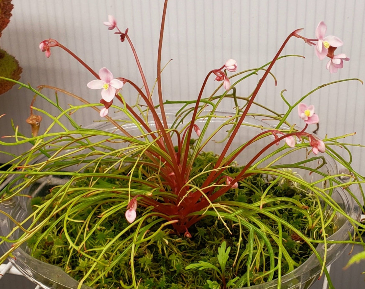 SEEDS Begonia pteridoides
