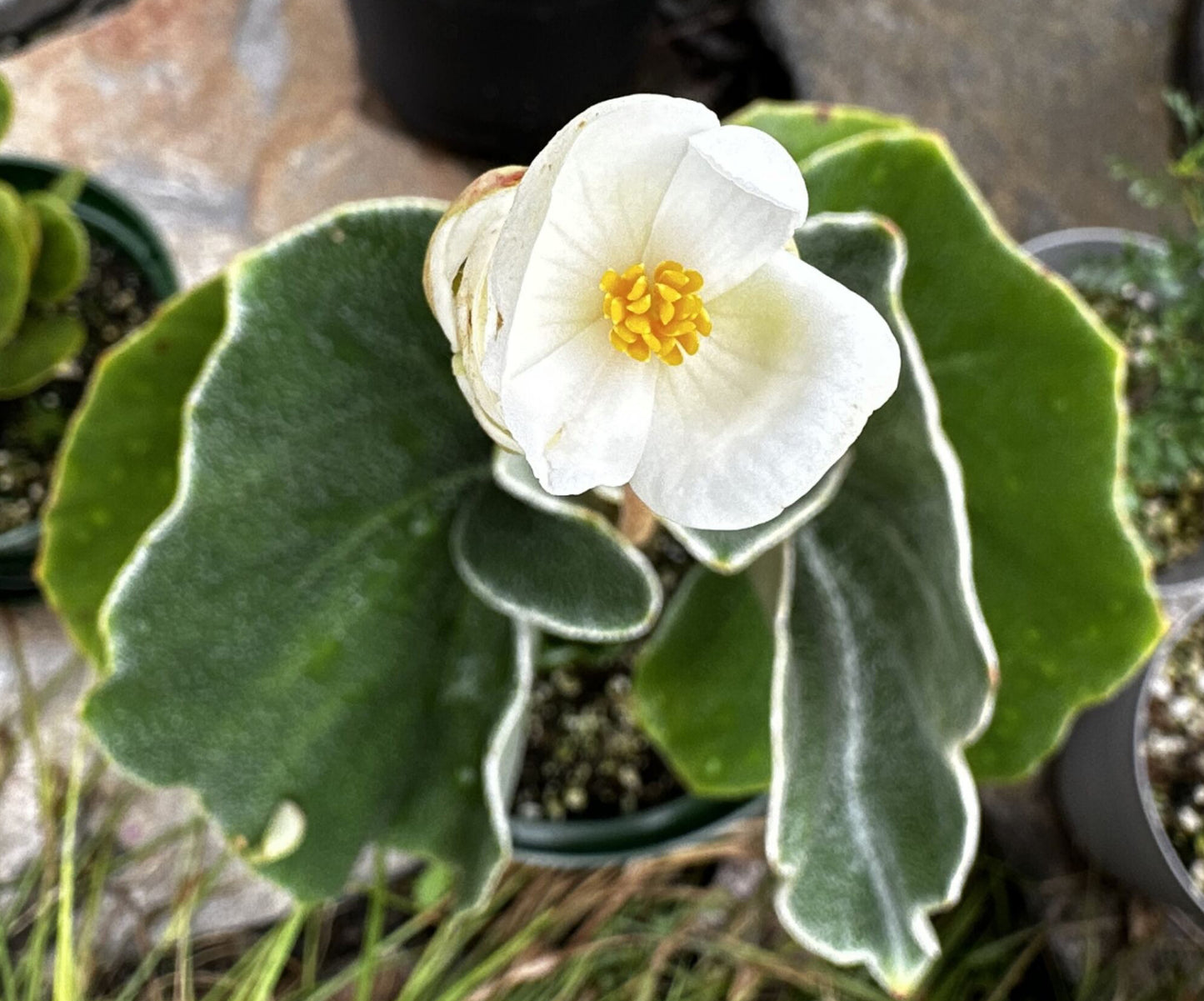 SEEDS Begonia venosa