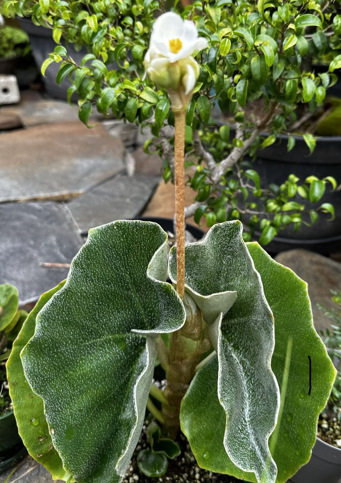 SEEDS Begonia venosa