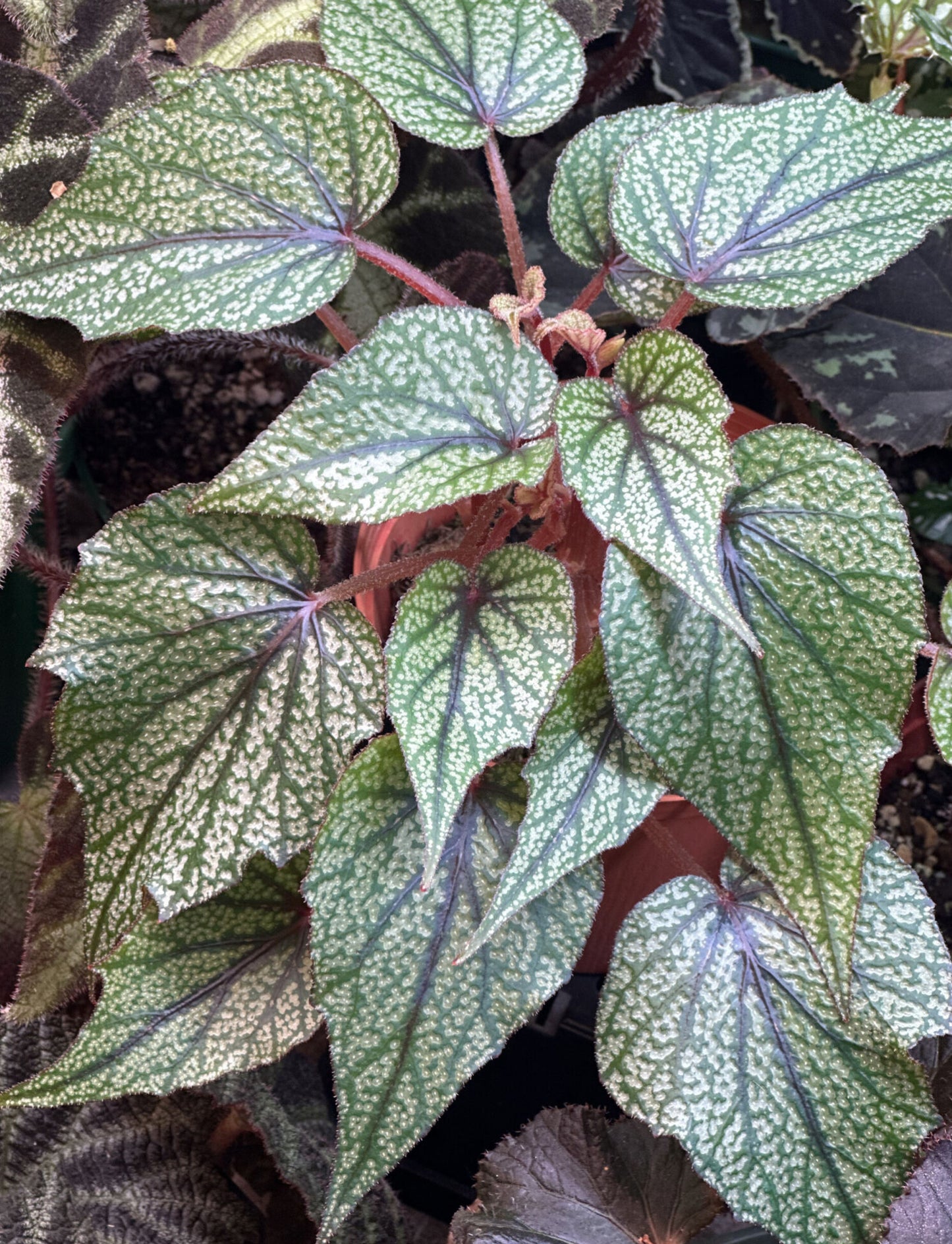 Begonia elisabethea Spotted form