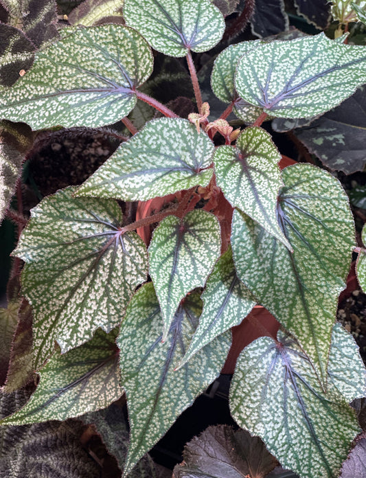 Begonia elisabethea Spotted form