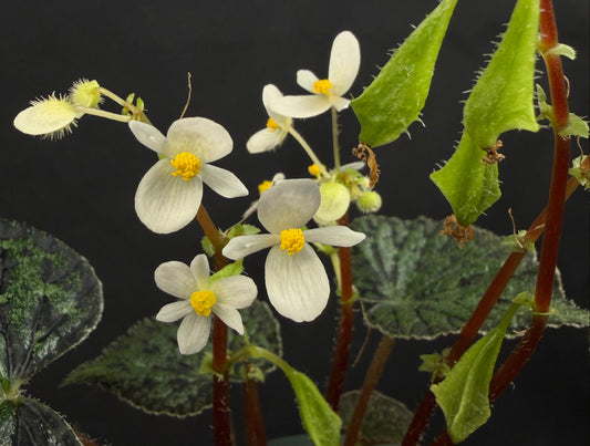 Begonia austrovietnamica