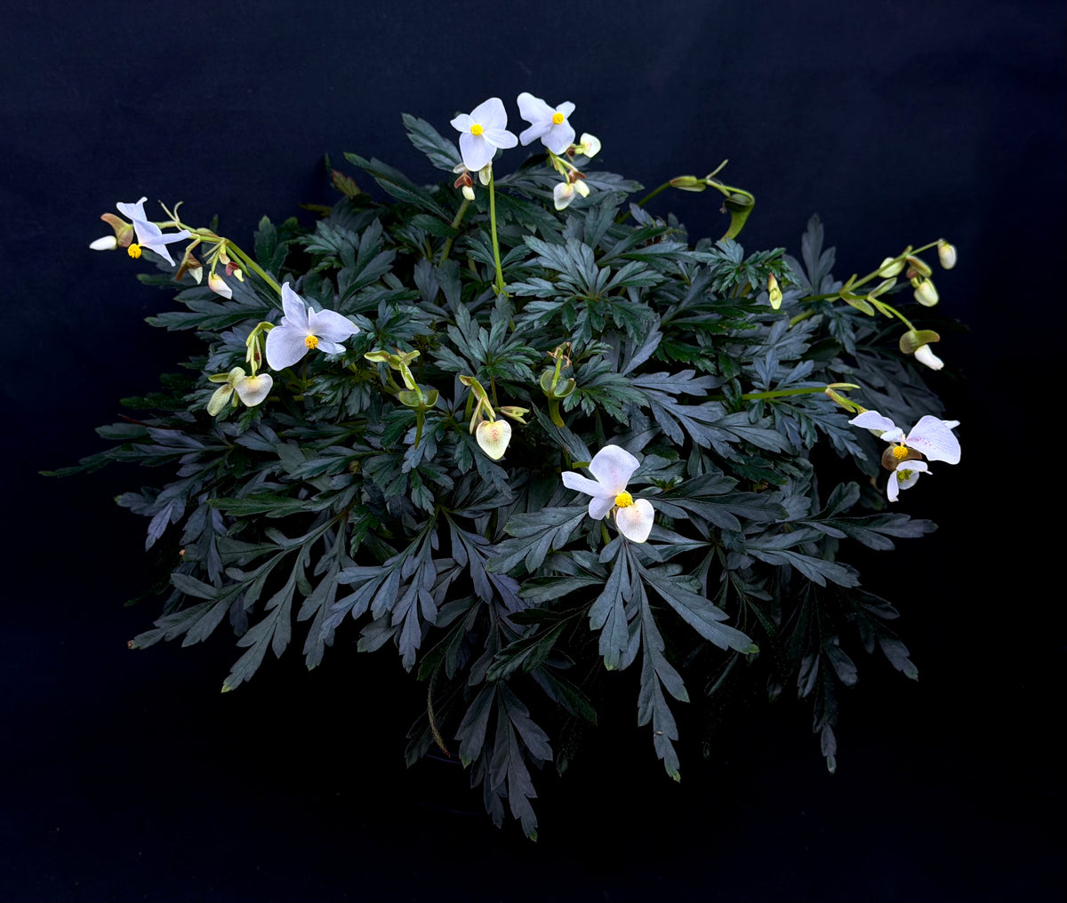Begonia coptidifolia