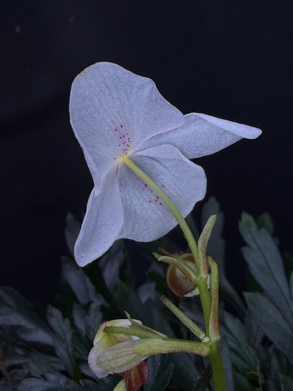 Begonia coptidifolia