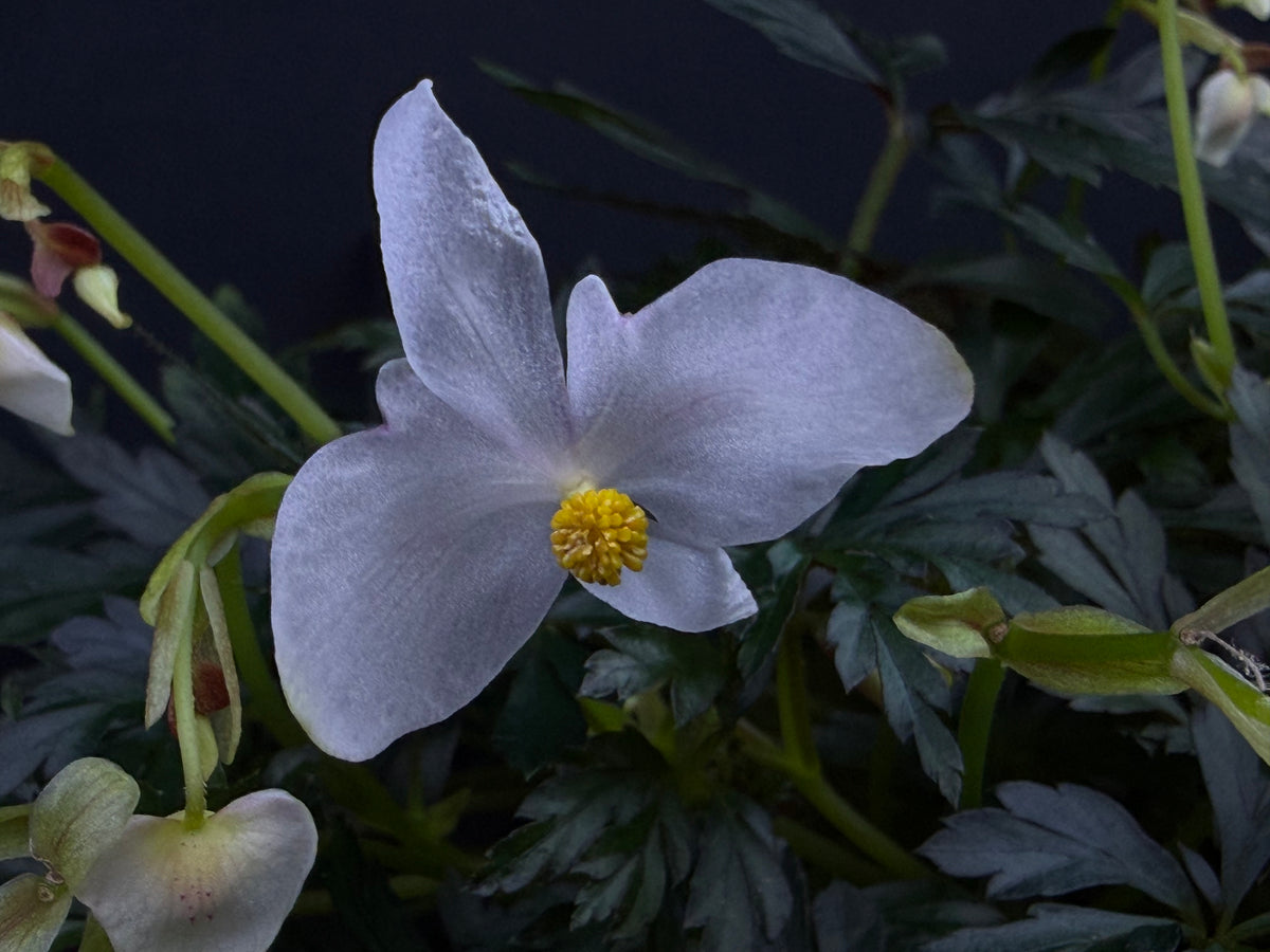 Begonia coptidifolia