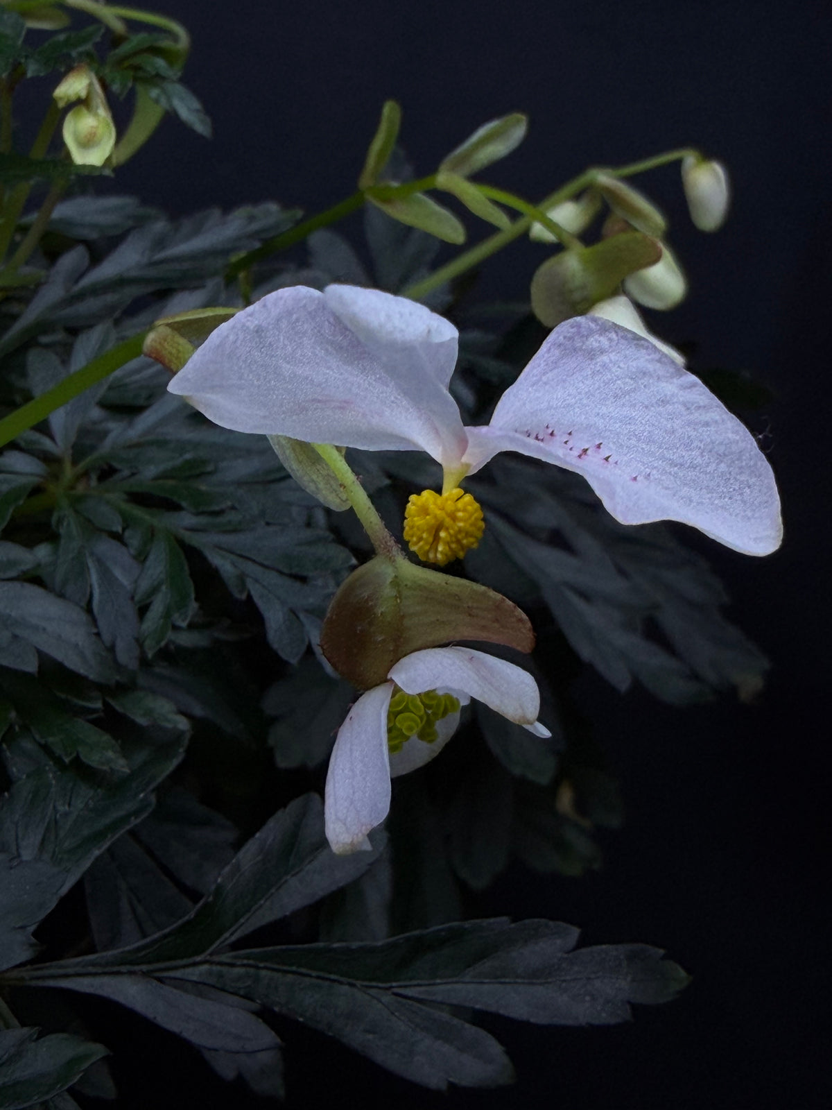Begonia coptidifolia