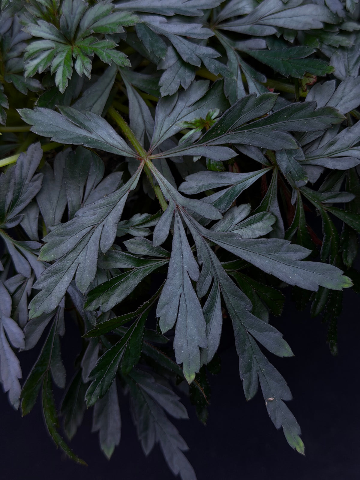 Begonia coptidifolia