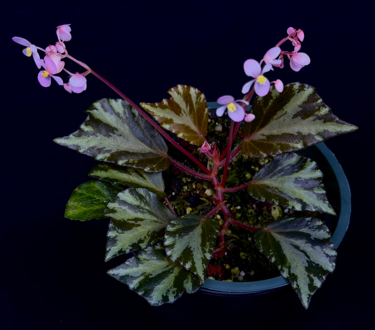 Begonia truncatifolia