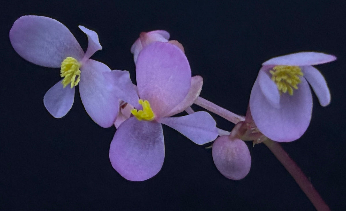 Begonia truncatifolia