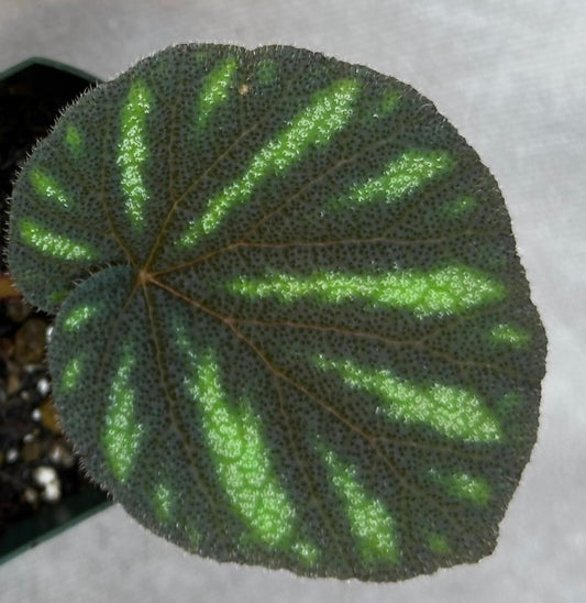 Begonia versicolor, Teng form