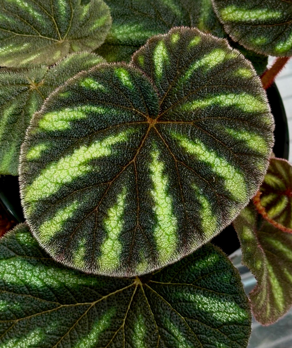 Begonia versicolor, Teng form