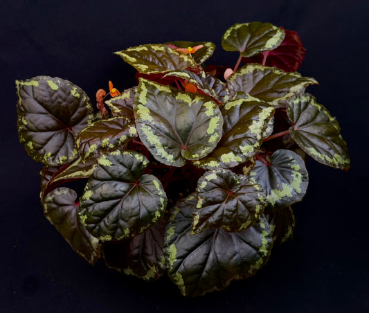 Begonia ignita