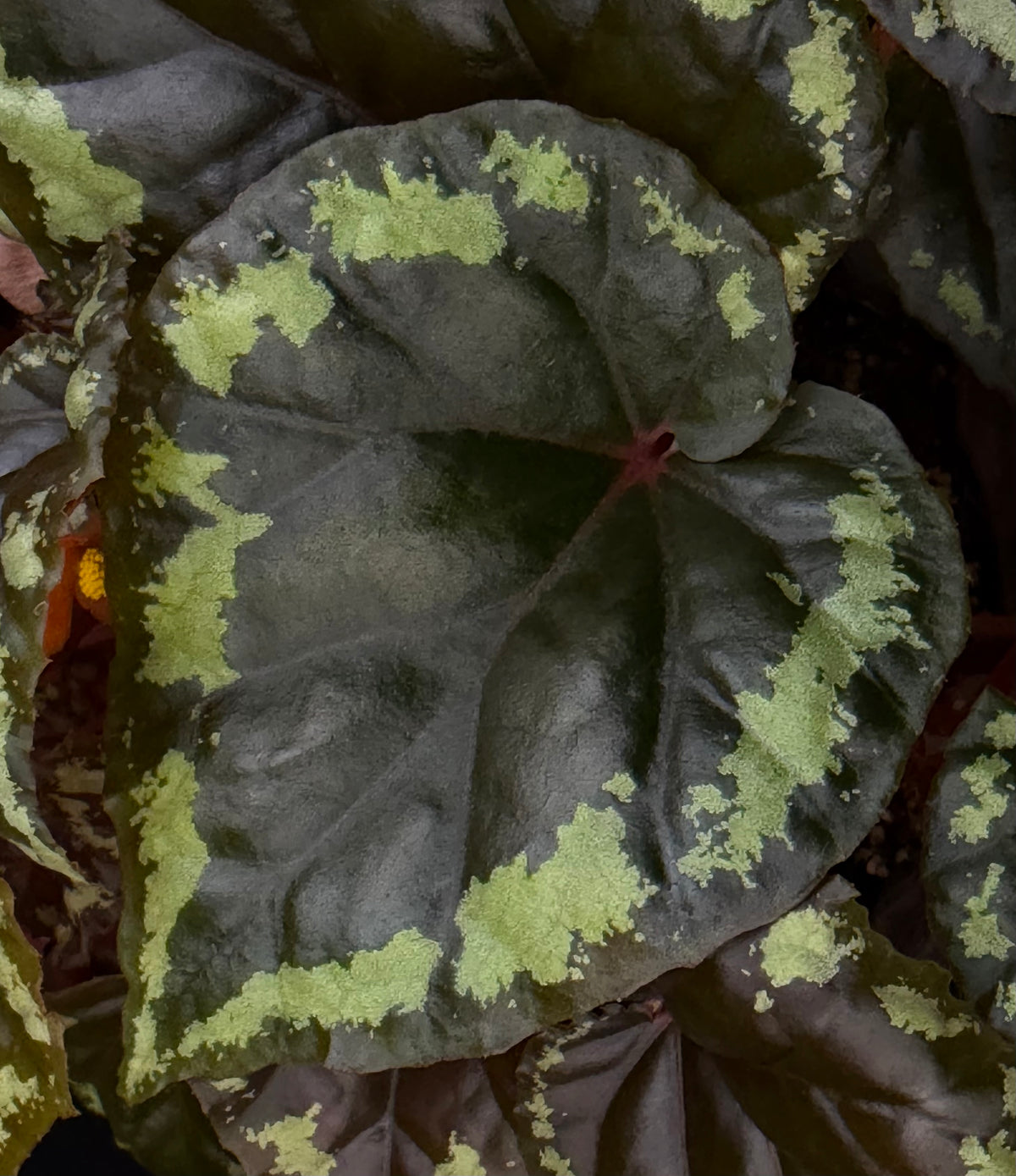 Begonia ignita