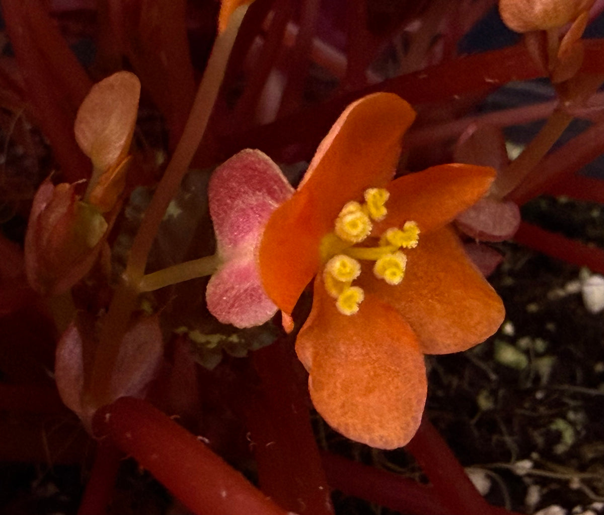 Begonia ignita