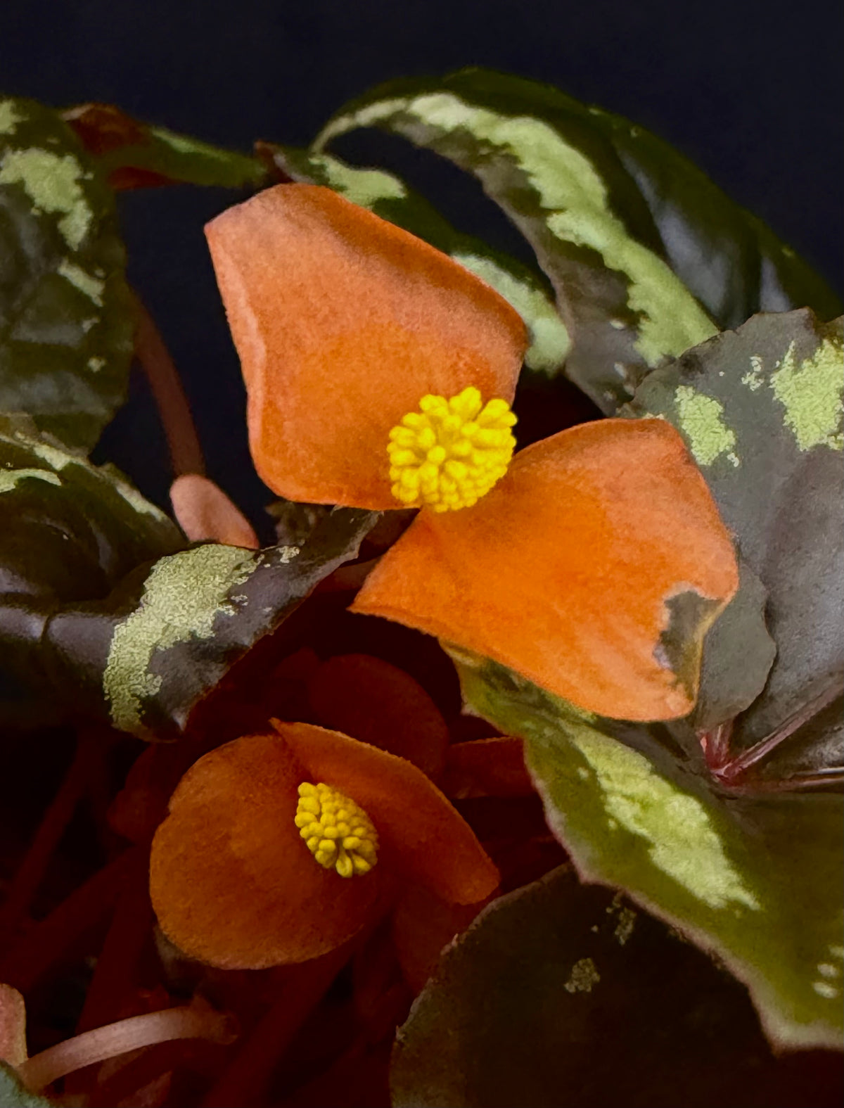 Begonia ignita