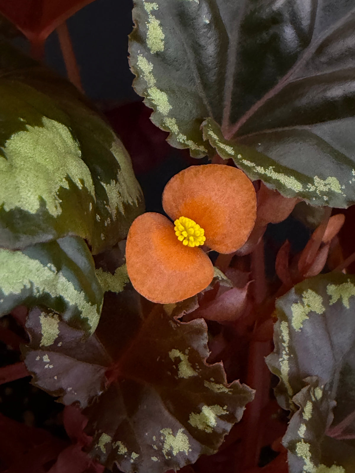 Begonia ignita