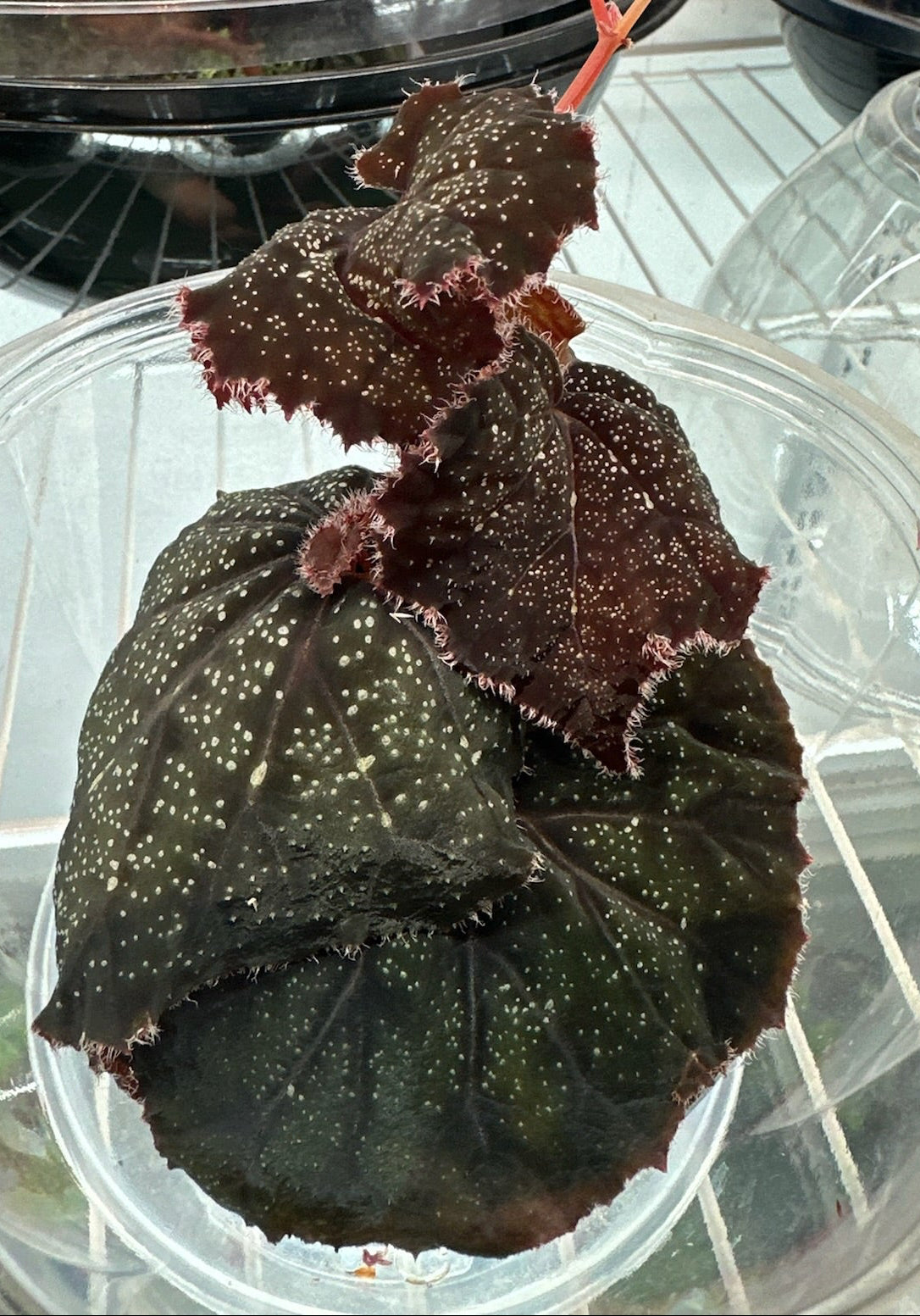 SEEDS Begonia curtisii ‘Galaxy’