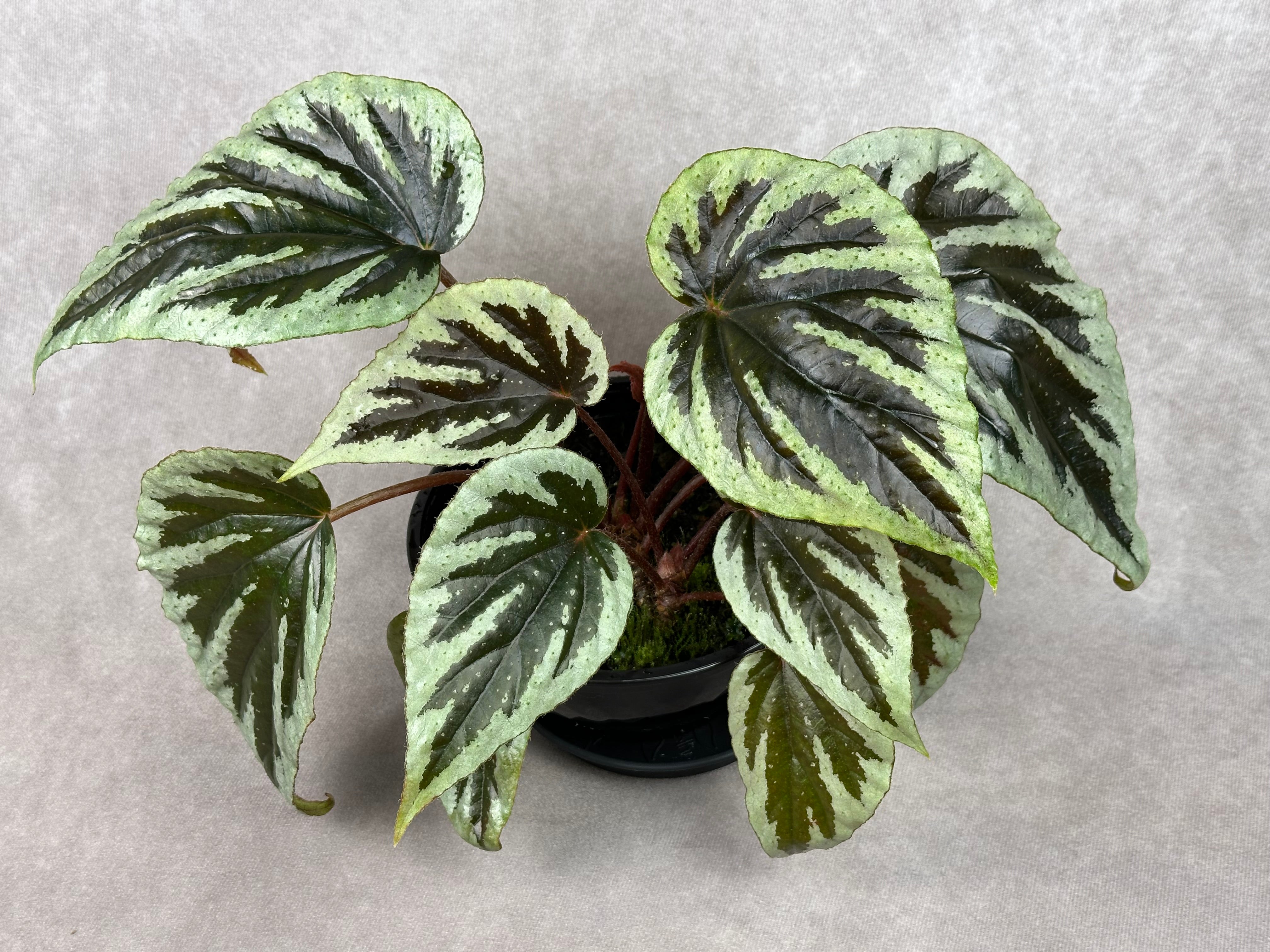 NGRBegonia sp. Vietnam 原種ベゴニア ベトナム Begonia sp Vietnam – Begonian Express