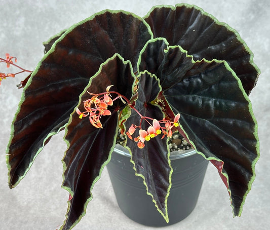 SEEDS Begonia darthvaderiana