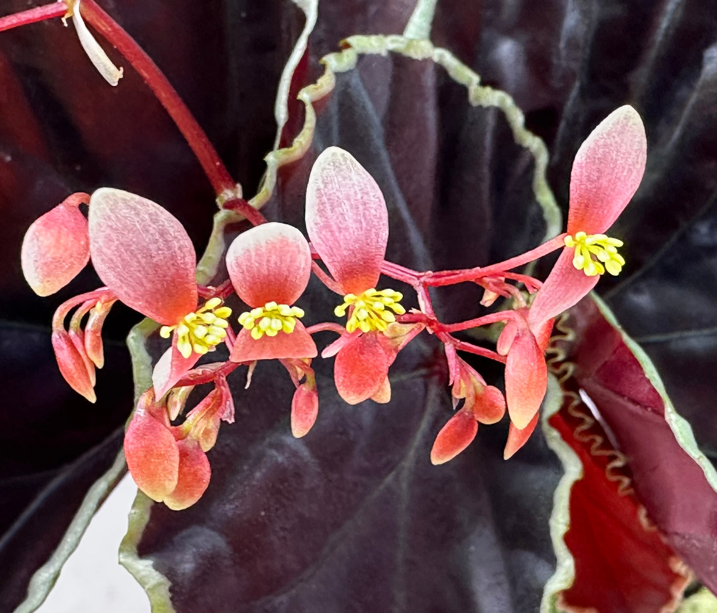 SEEDS Begonia darthvaderiana