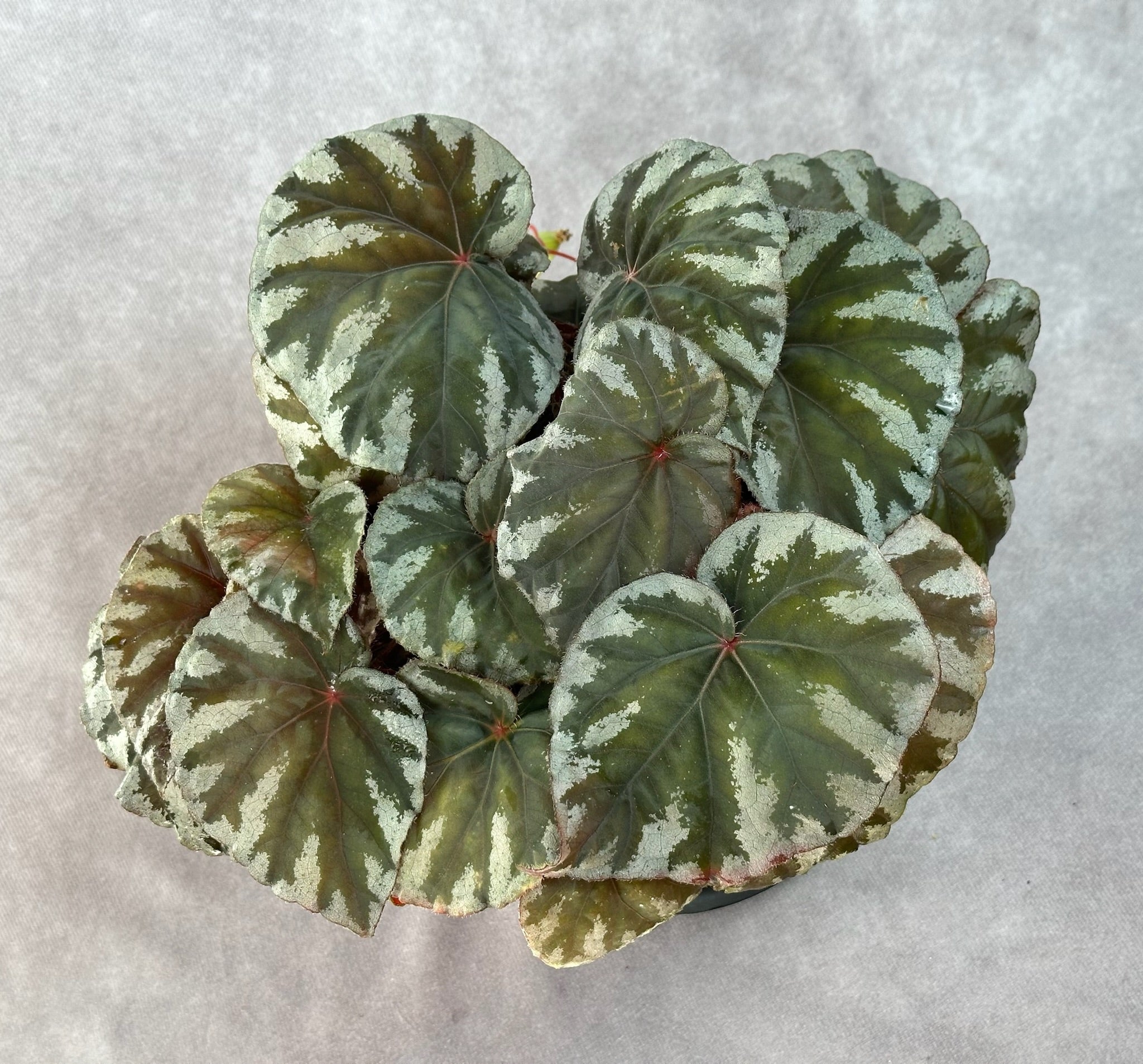SEEDS Begonia koksunii – Begonian Express