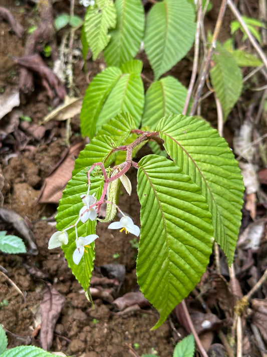Begonia cooperi
