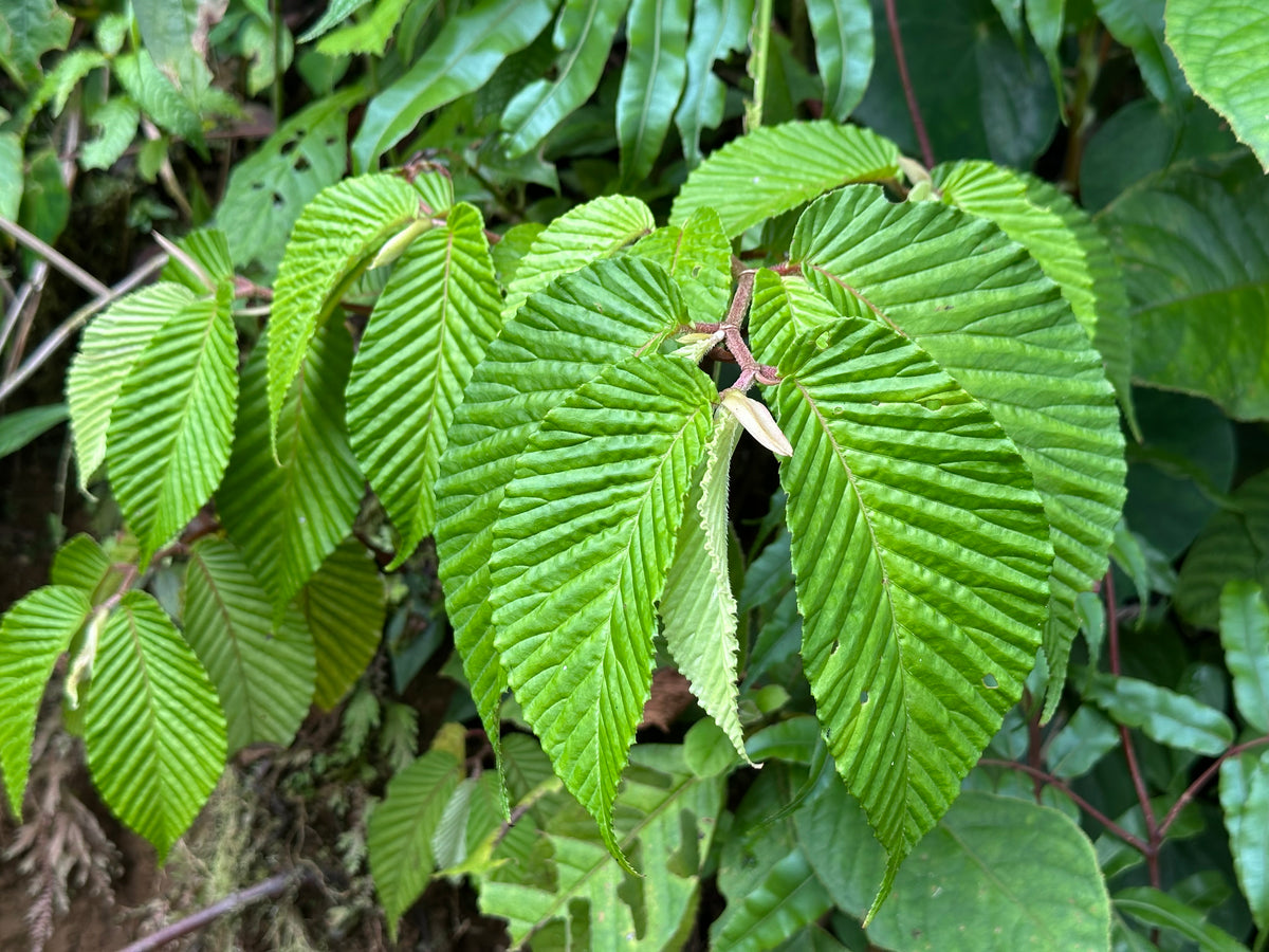 Begonia cooperi