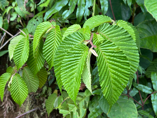 Begonia cooperi