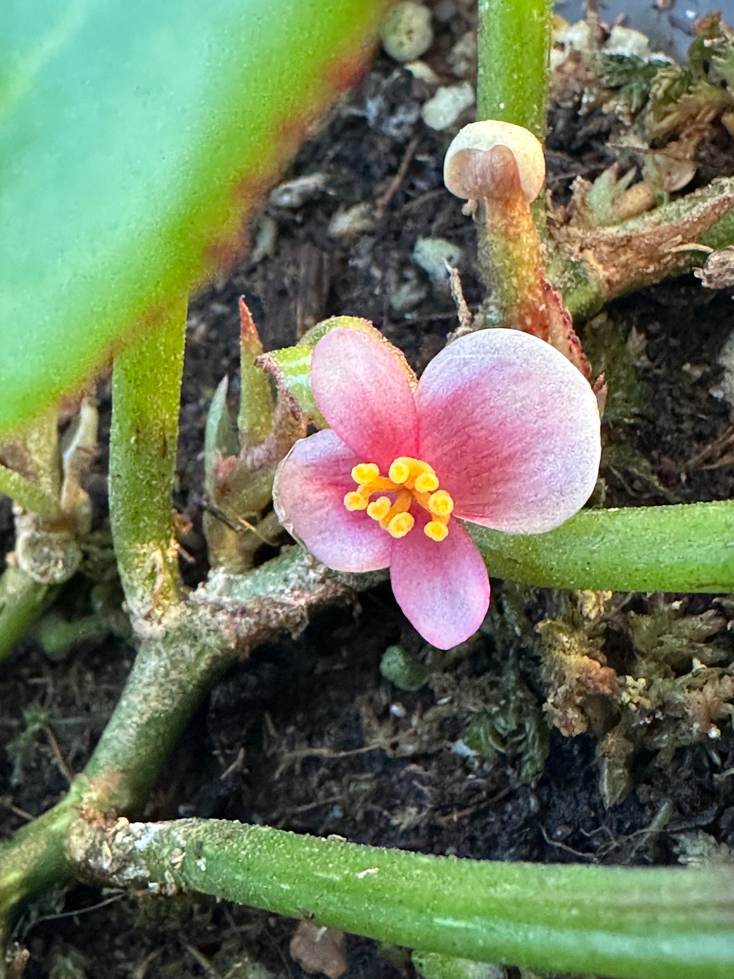 SEEDS Begonia longipetiolata
