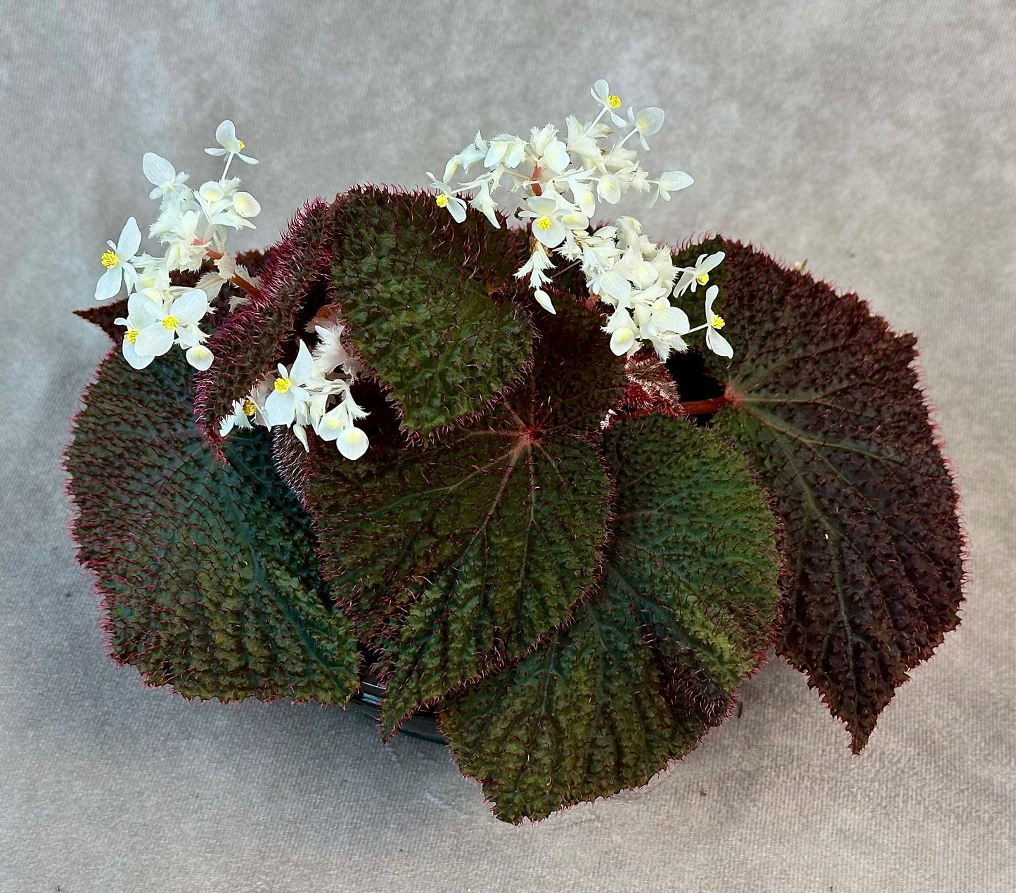 SEEDS Begonia baik