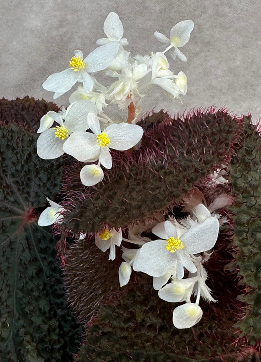 SEEDS Begonia baik