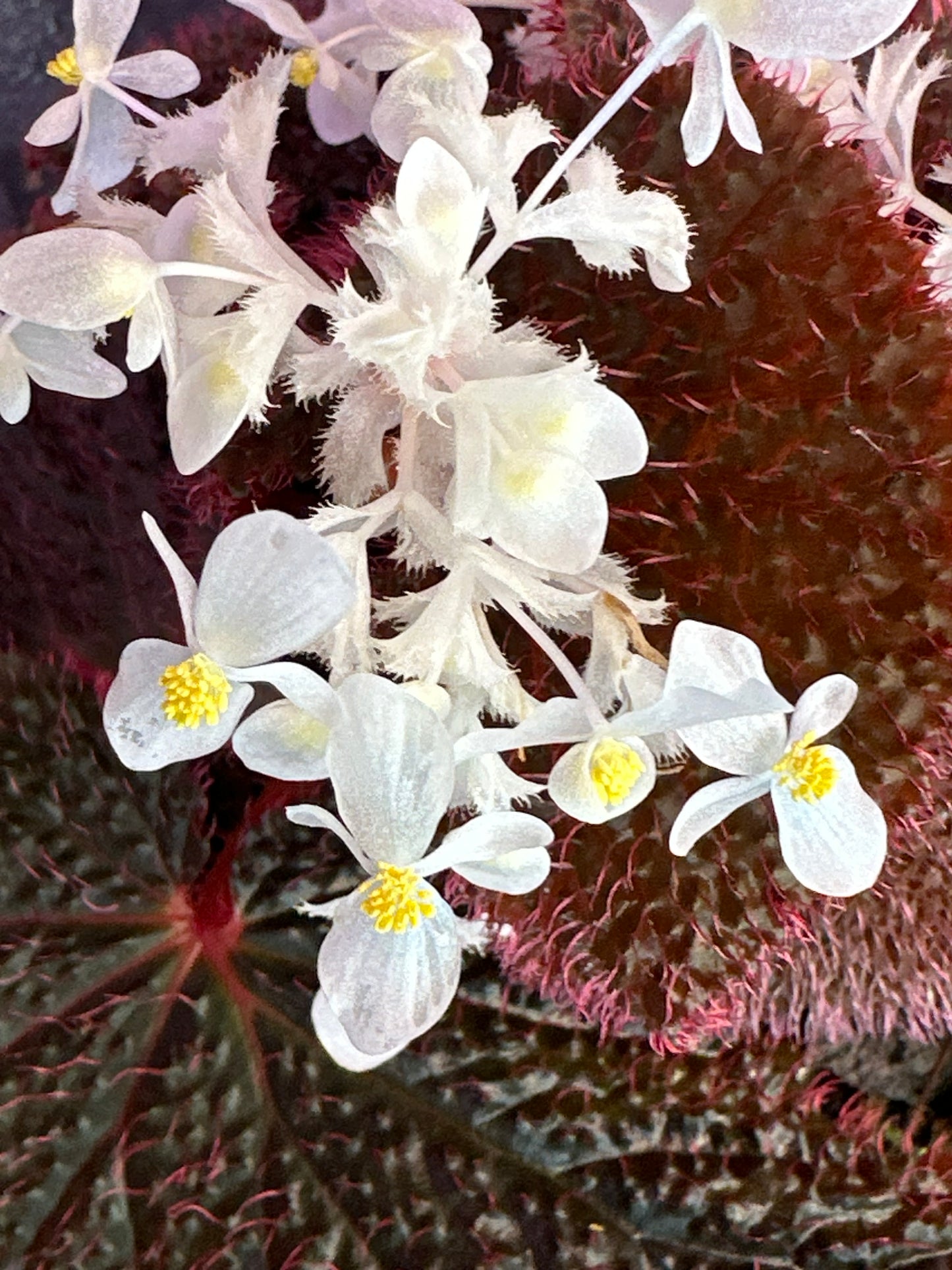 SEEDS Begonia baik
