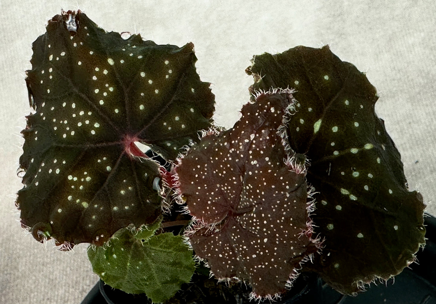 SEEDS Begonia curtisii ‘Galaxy’