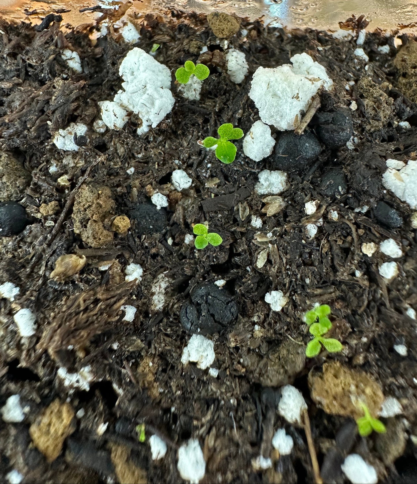 SEEDS Begonia darthvaderiana