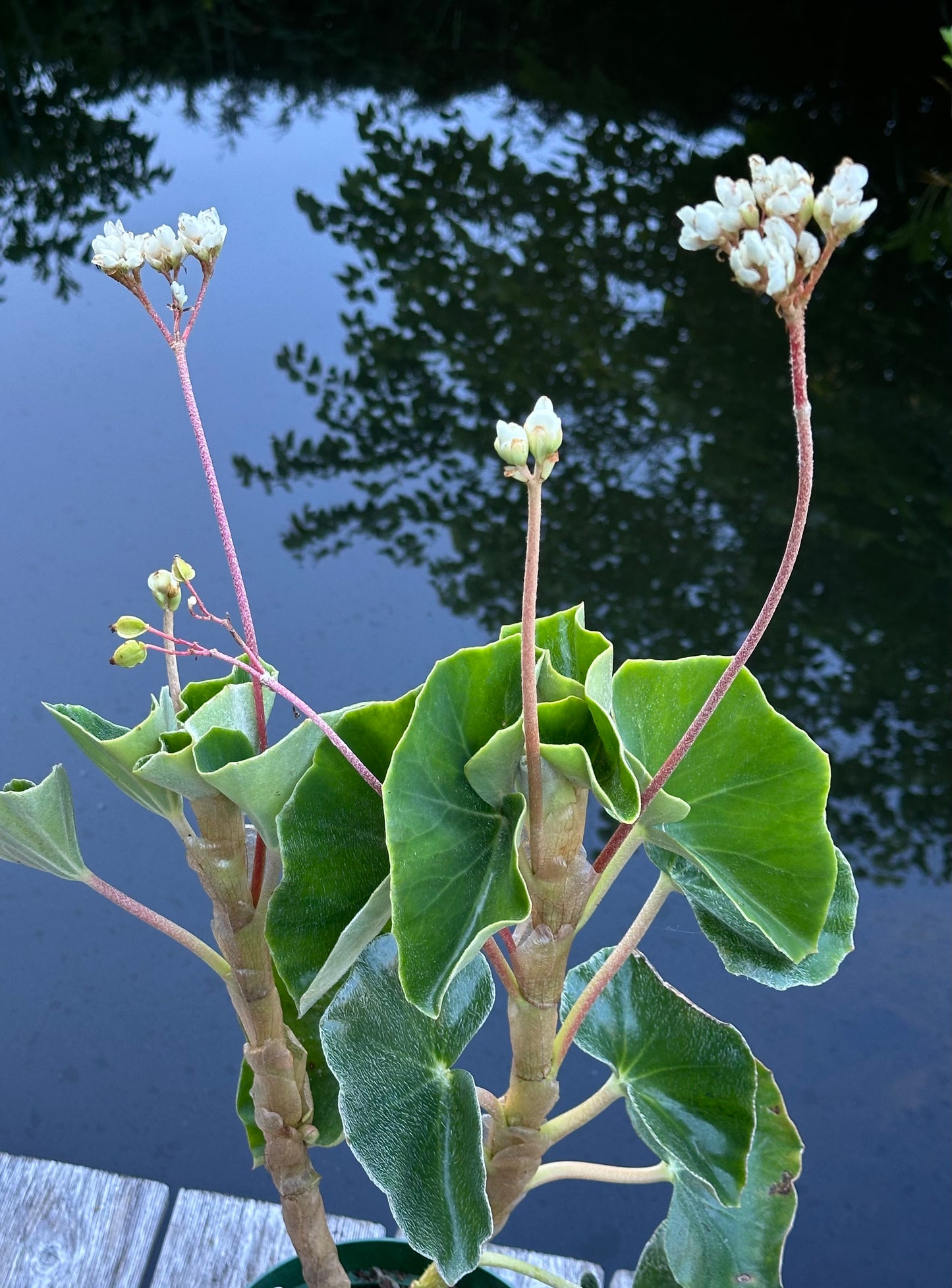 SEEDS Begonia venosa
