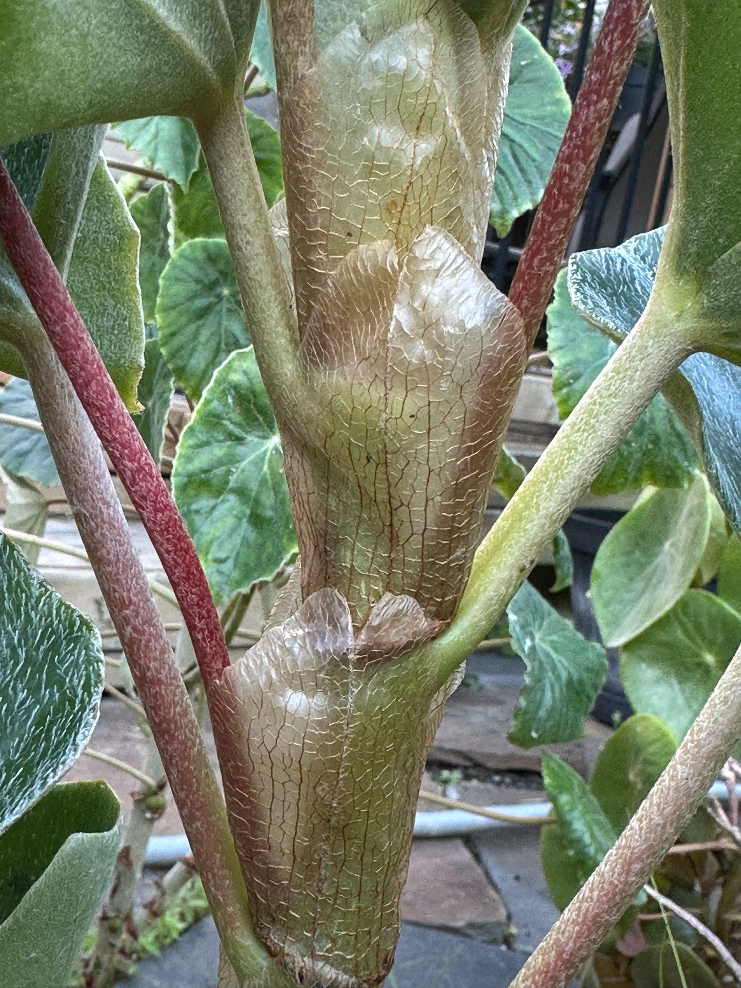 SEEDS Begonia venosa