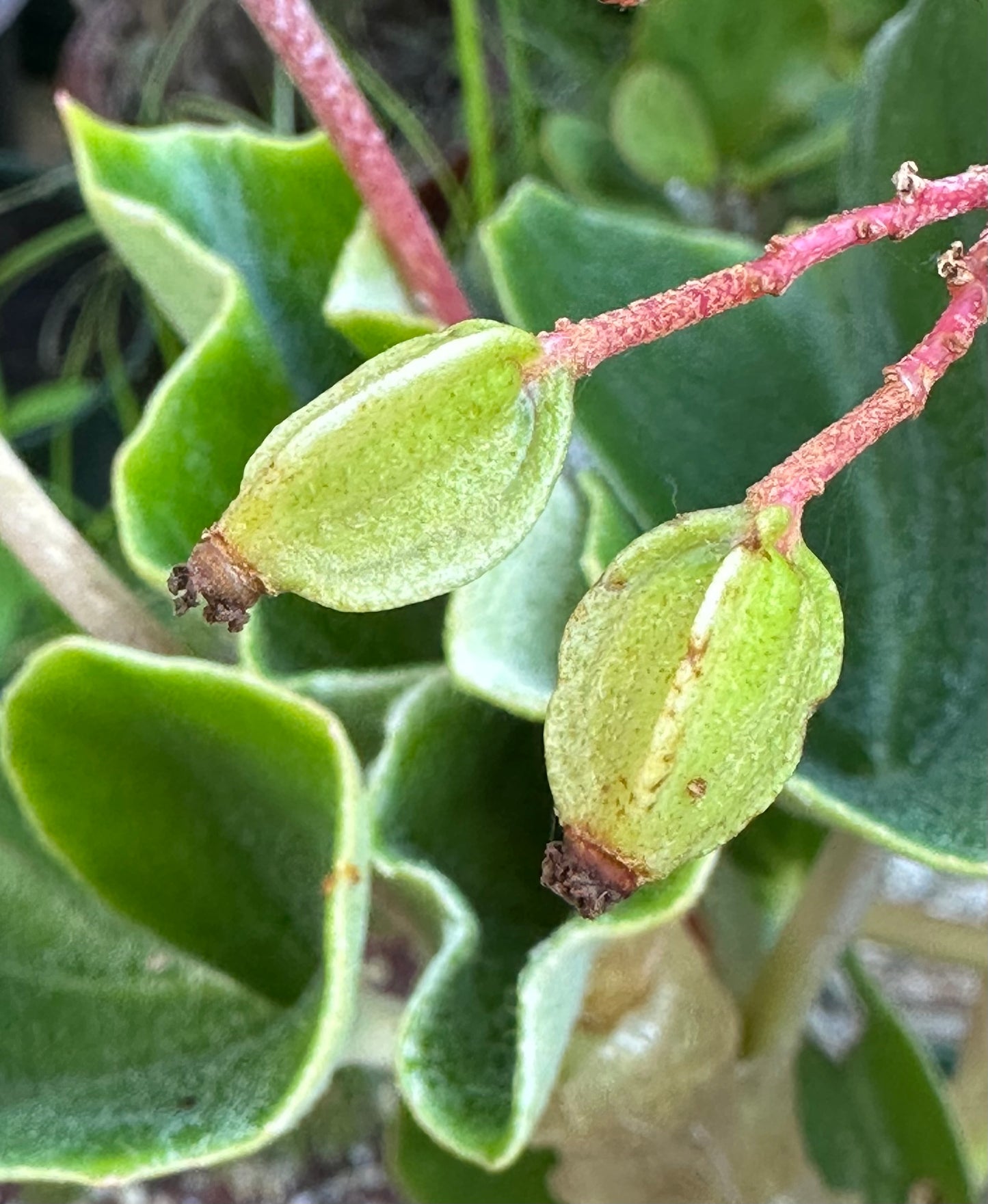 SEEDS Begonia venosa